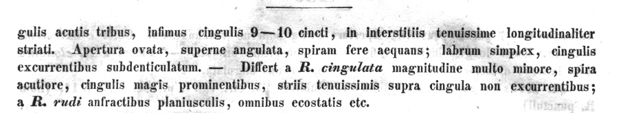 Rissoidae nel Mediterraneo: Genere Alvania